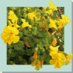 20 / MIMULUS (Mimule)