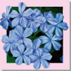 5 / CERATO (Plumbago)