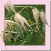 36 / WILD OAT (Avoine sauvage)