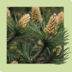 24 / PINE (Pin Sylvestre)