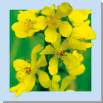 1 / AGRIMONY (Agrimoine)